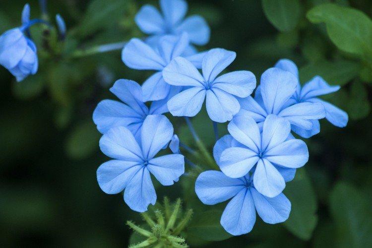 Fleurs bleues : noms, photos et descriptions (catalogue)