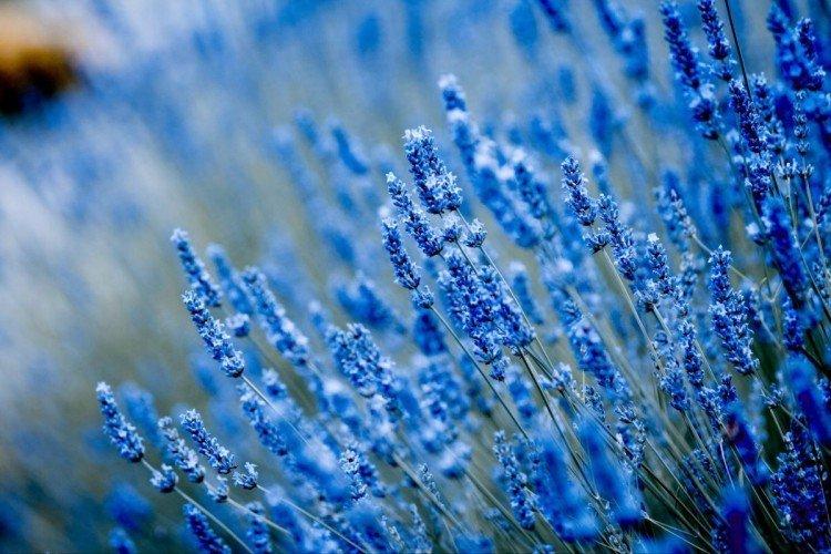 Lavande
