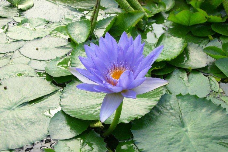 Nymphée bleue