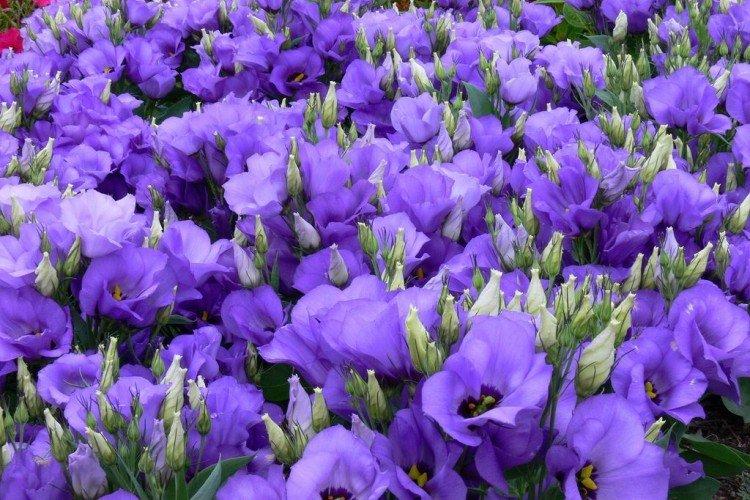 Lisianthus