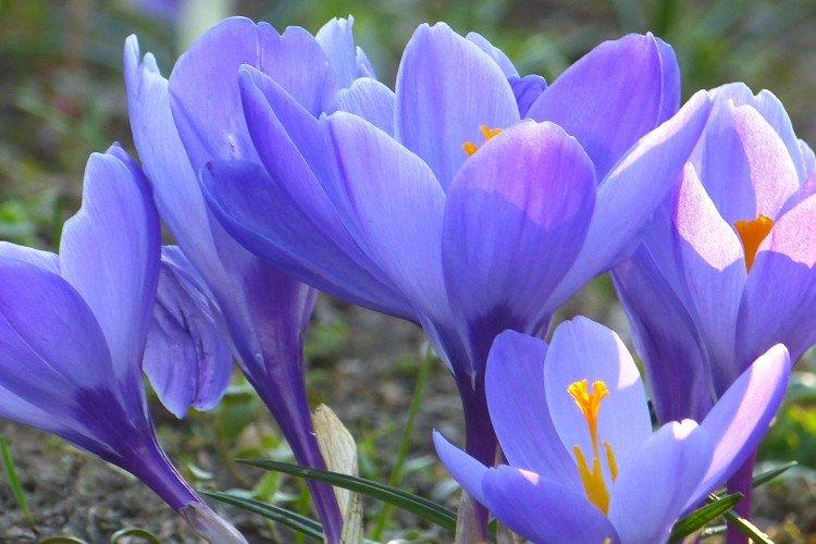 Crocus