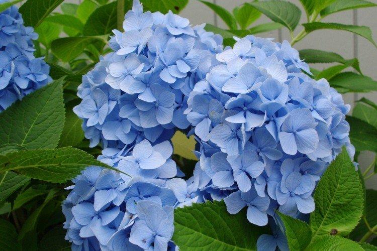 Hortensia