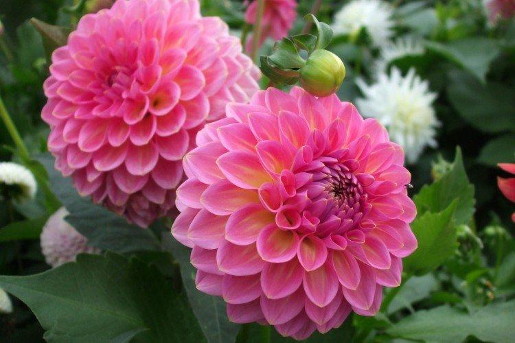 Dahlia