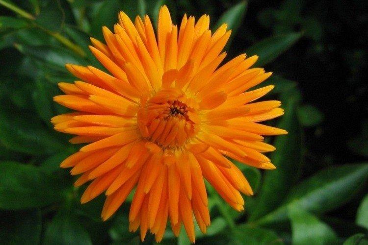 Calendula - photo
