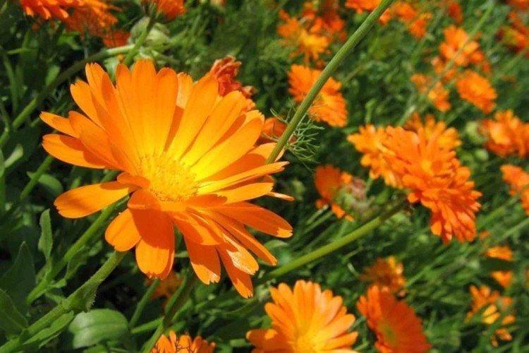 Calendula - photo