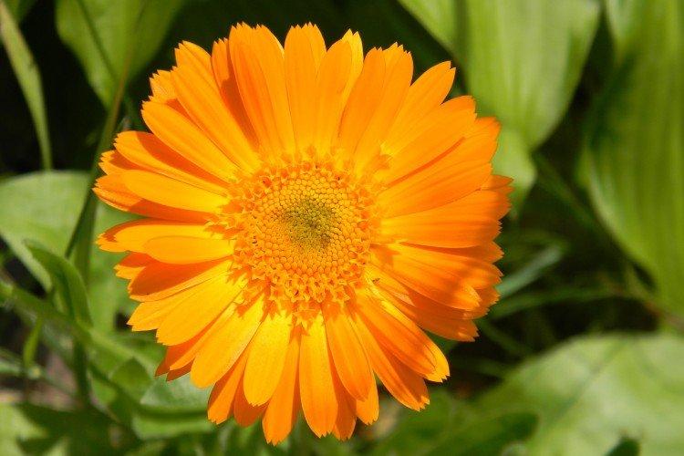 Calendula - photo