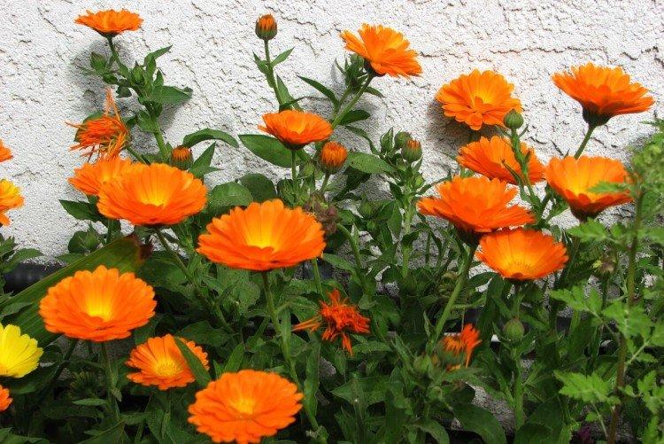 Calendula - photo