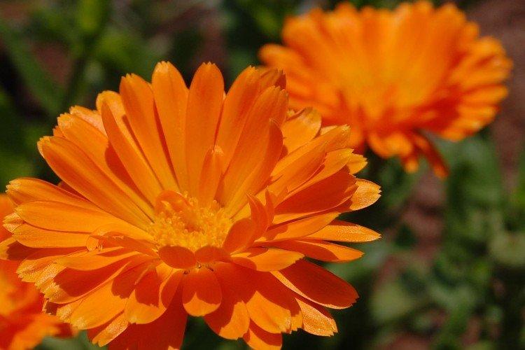 Calendula - photo
