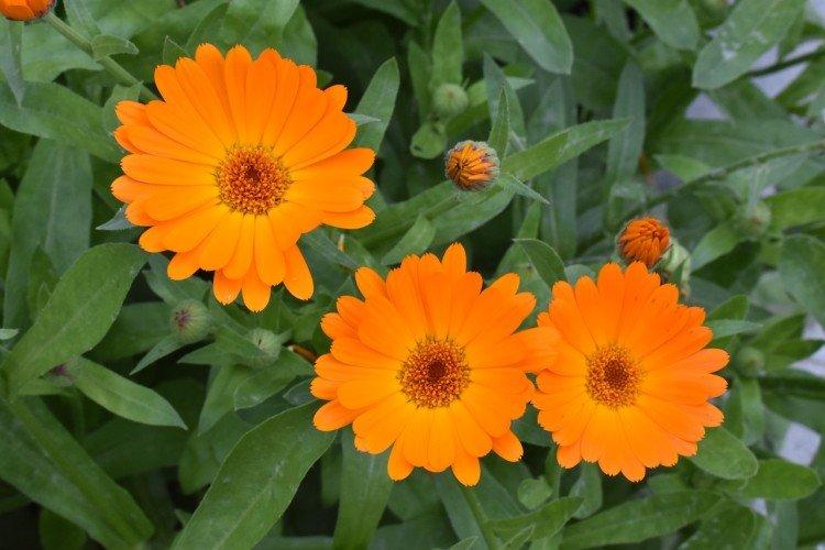 Comment prolonger la floraison du calendula ?