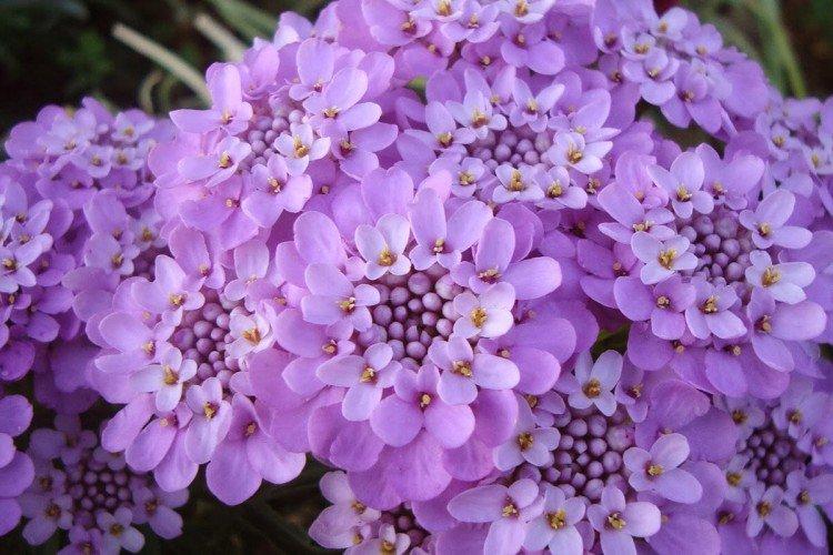 Iberis (60 photos): types, plantation et soins en plein champ