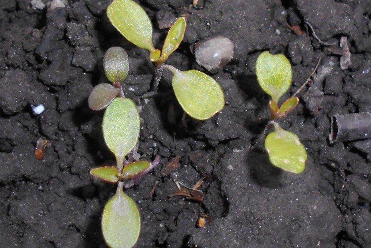 Plantation et sélection