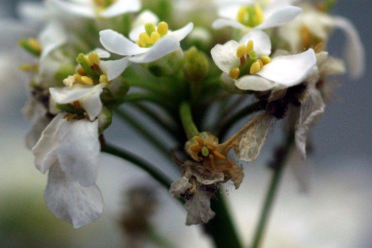 Maladies et ravageurs d'Iberis