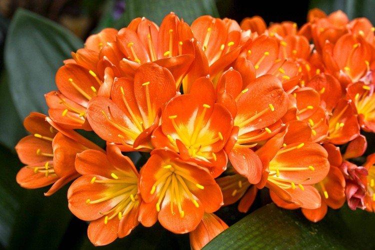 Clivia