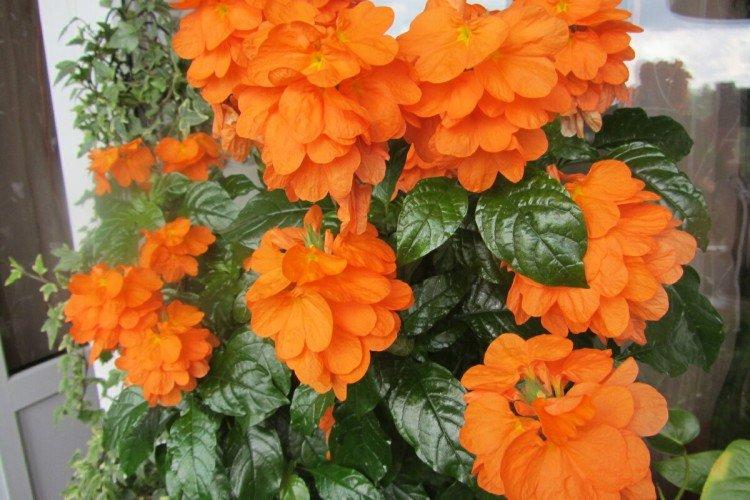 Crossandra