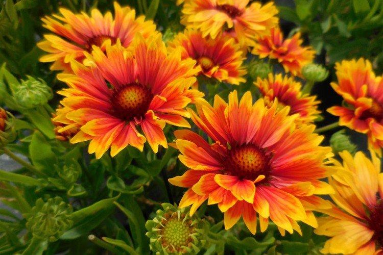 Gaillardie