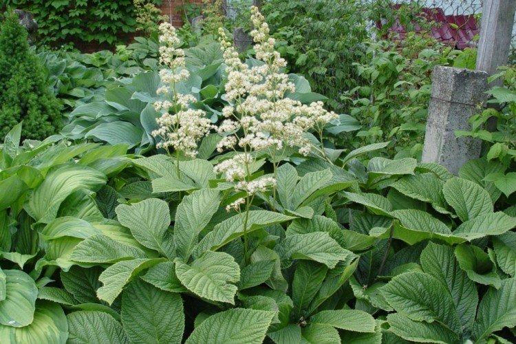 Engrais et alimentation