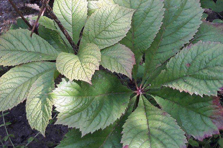 Maladies et ravageurs de Rogers