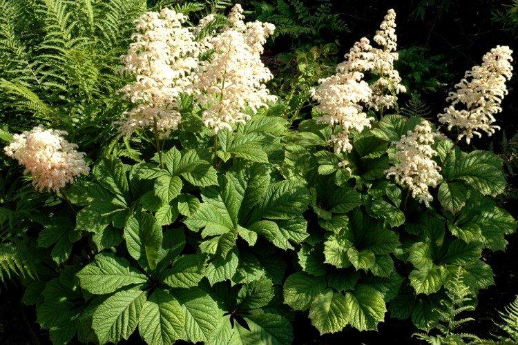 Marronnier d'Inde rogers