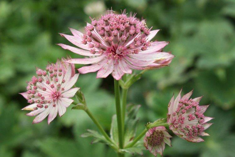 Astrantia - photos