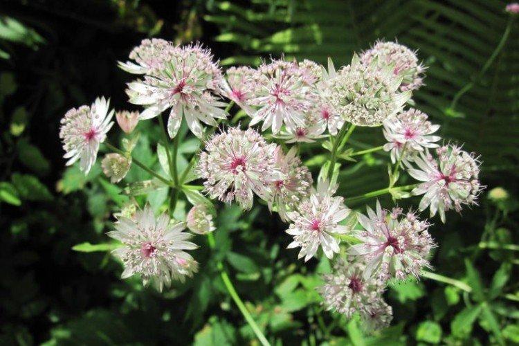 Petite Astrantia