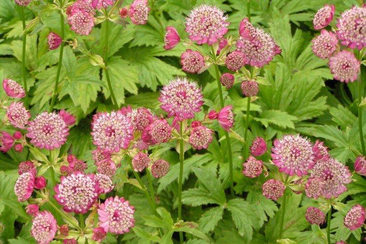 Astrantia - photos