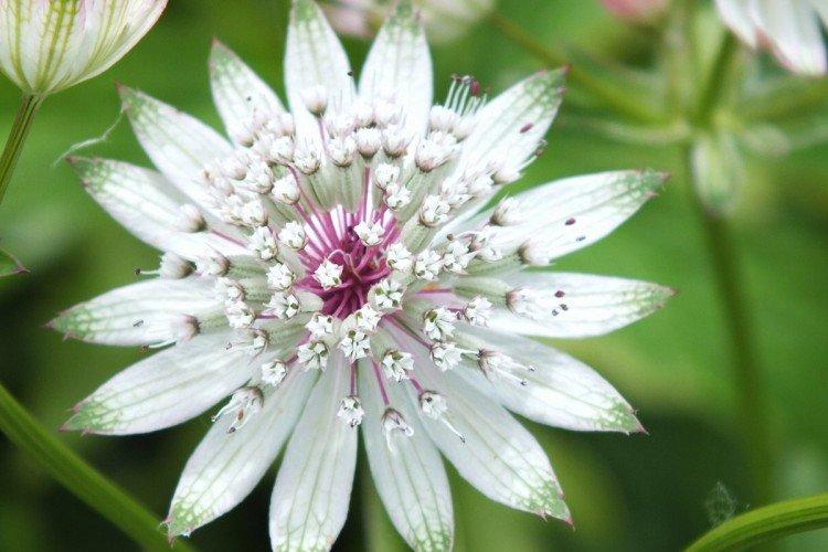 Astrantia - photos