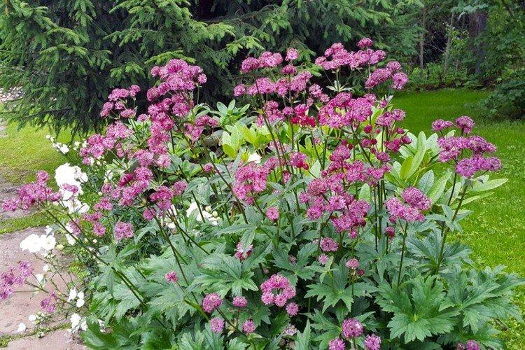 Astrantia - photos