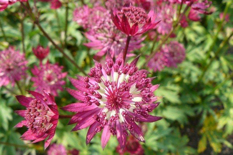 Astrantia - photos