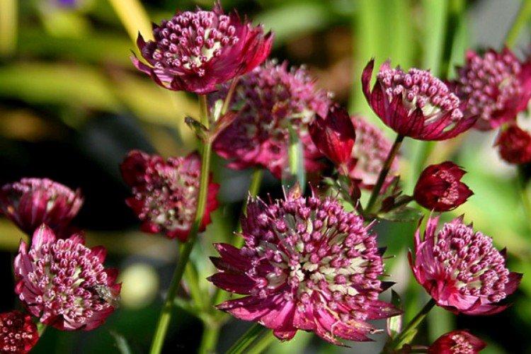 Astrantia - photos