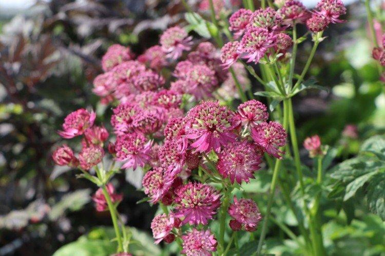 Astrantia - photos