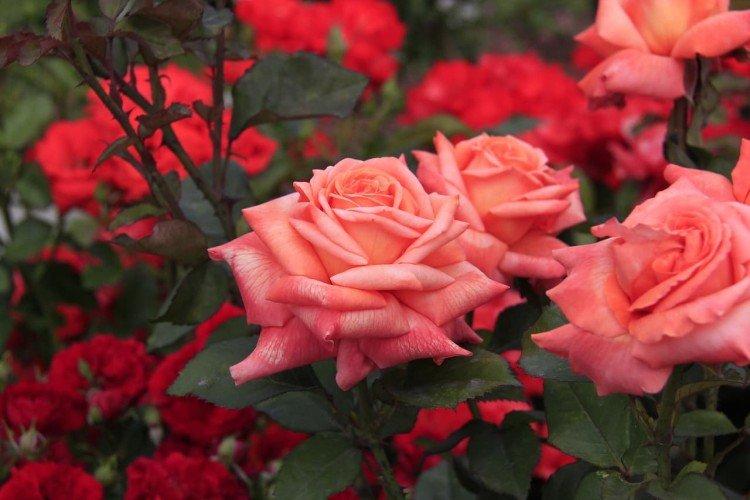 Roses de thé hybrides (50 photos): types, soins et plantation en plein champ