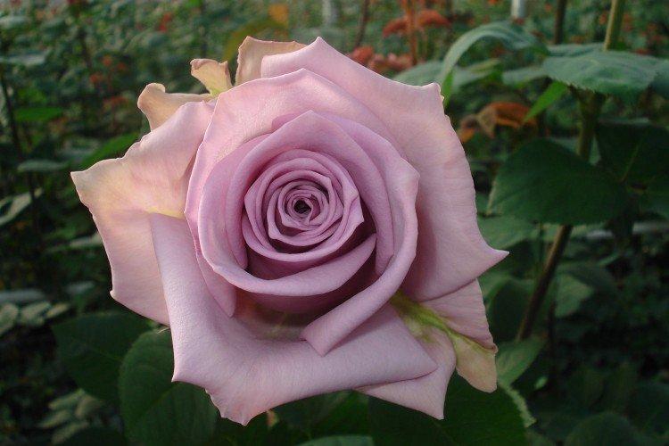 Roses de thé hybrides - photo