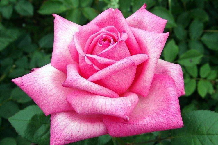 Roses de thé hybrides - photo