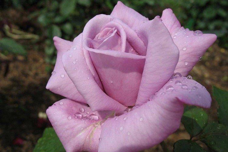 Roses de thé hybrides - photo