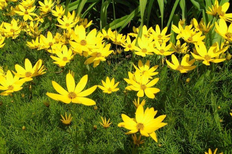 Coréopsis verticillé