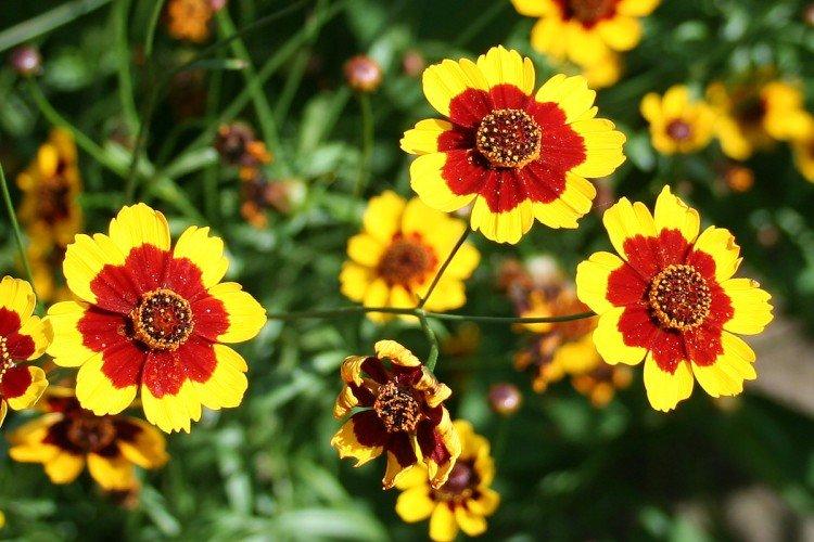 Coréopsis de colorant