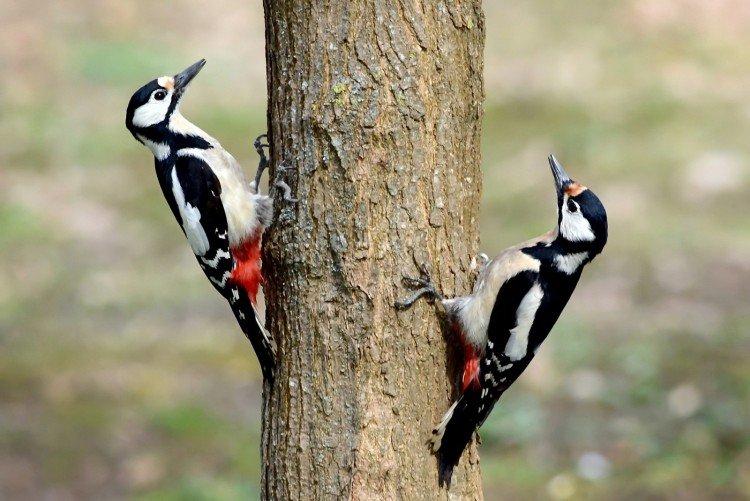 Pic - photo d'oiseau