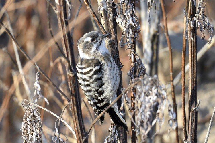 Pic - photo d'oiseau