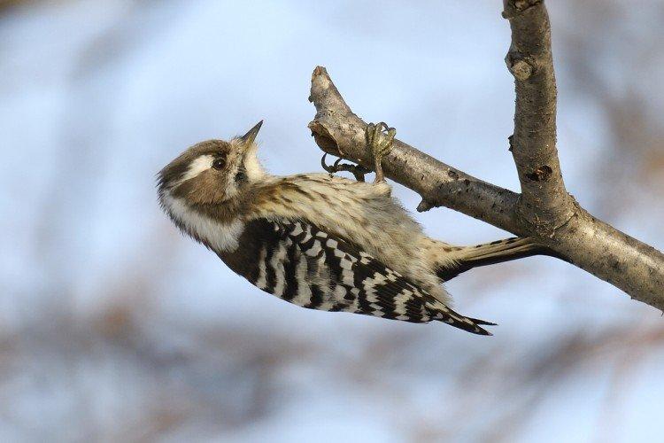 Pic - photo d'oiseau