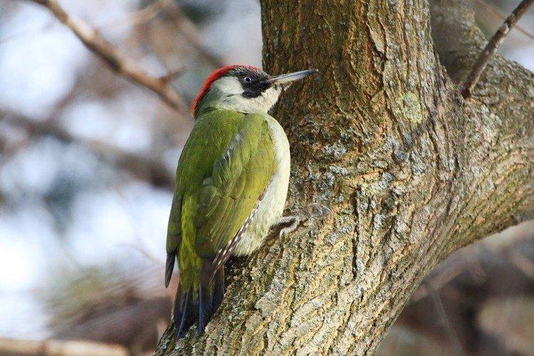 Pic - photo d'oiseau