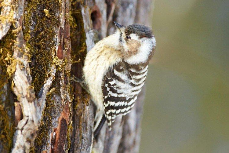 Pic - photo d'oiseau