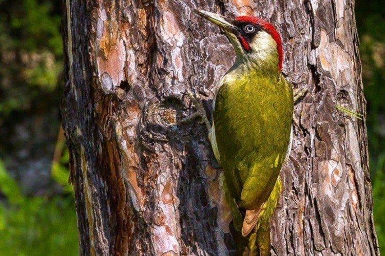 Pic - photo d'oiseau