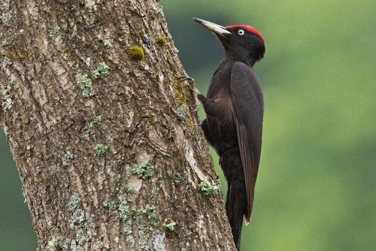 Pic - photo d'oiseau