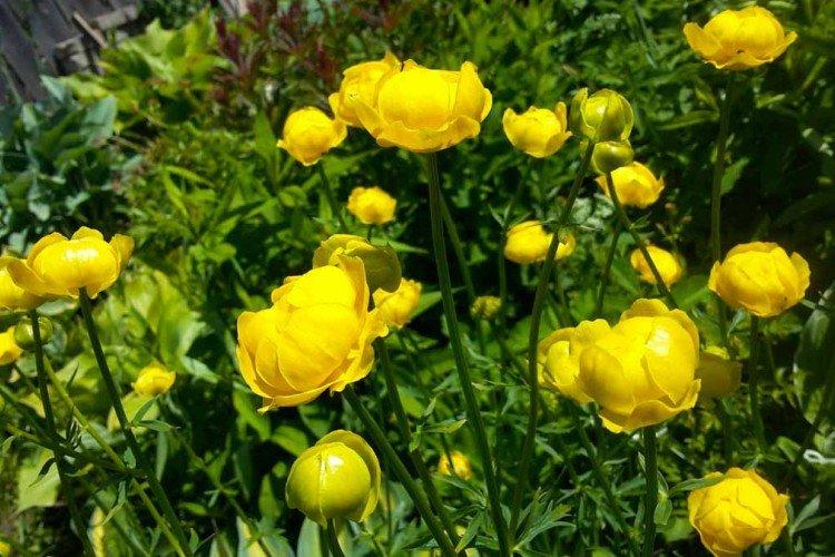 Lutte contre les parasites et les maladies