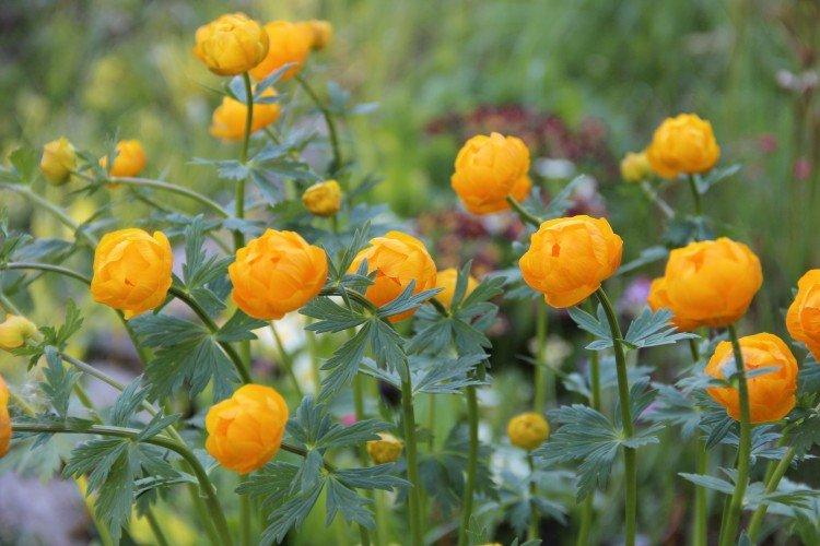 Maillot de bain - photo