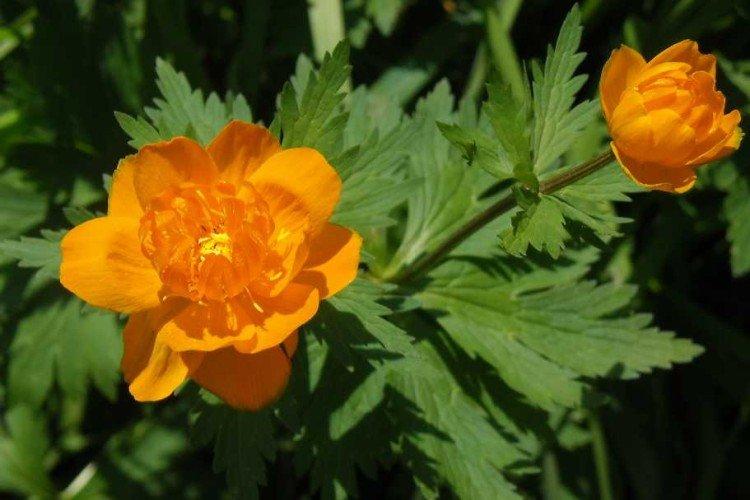 Maillot de bain - photo