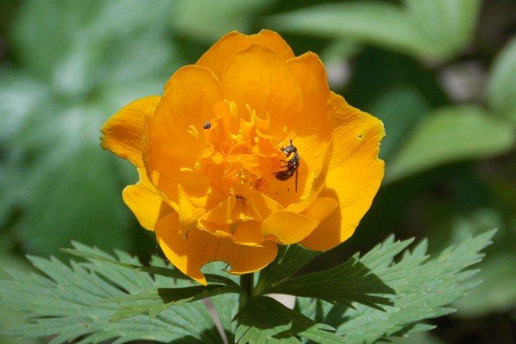 Maillot de bain - photo