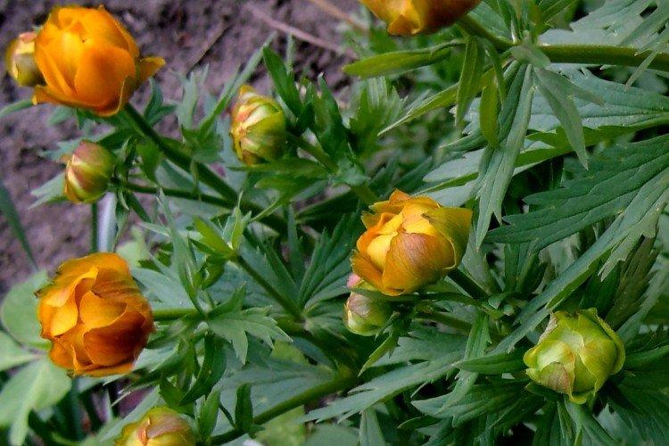 Maillot de bain - photo