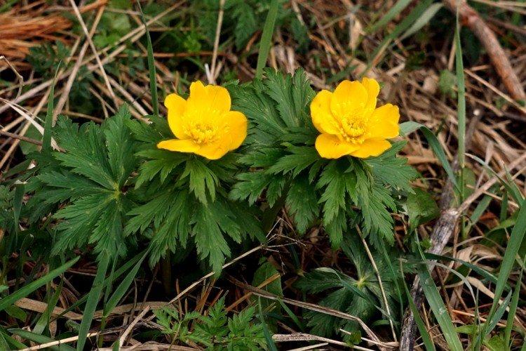 Maillot de bain - photo