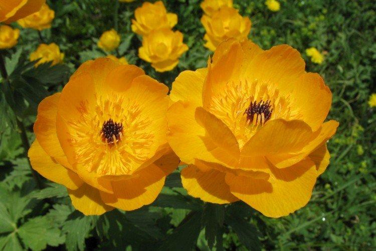 Maillot de bain Altaï